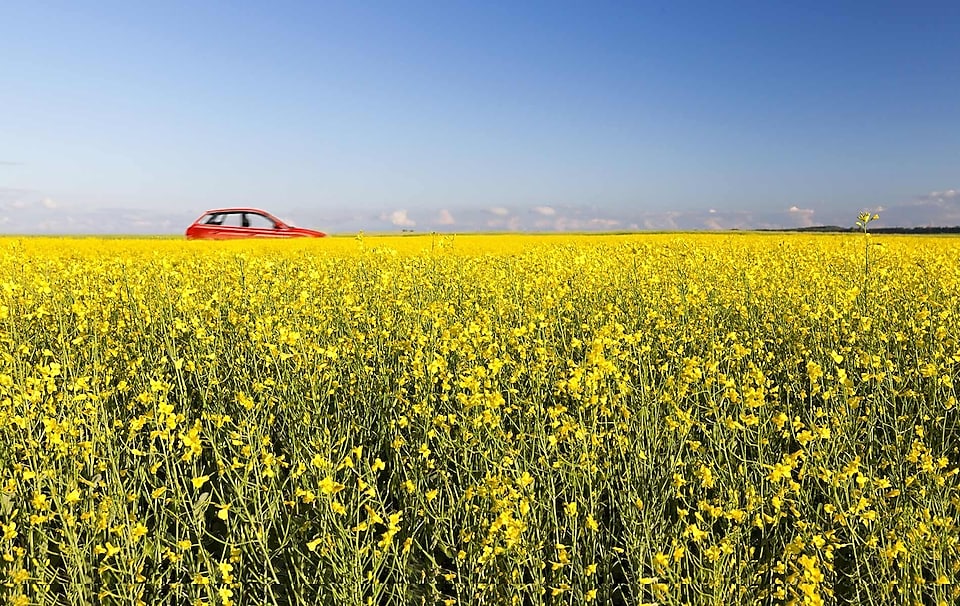 Rapsfeld und im Hintergrund fährt ein rotes Auto